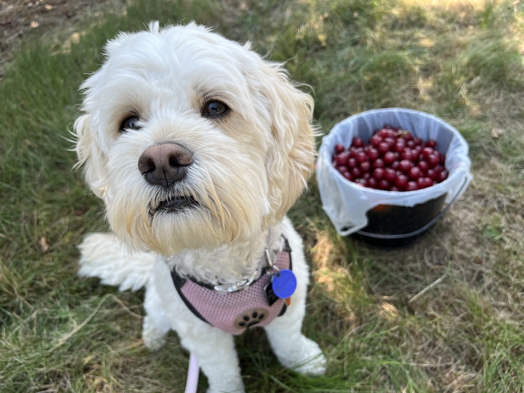 Lulu 