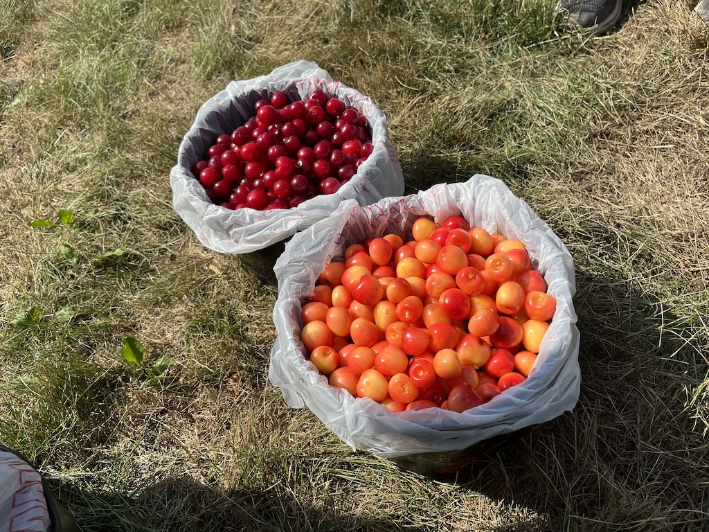 Tart and Sweet cherries