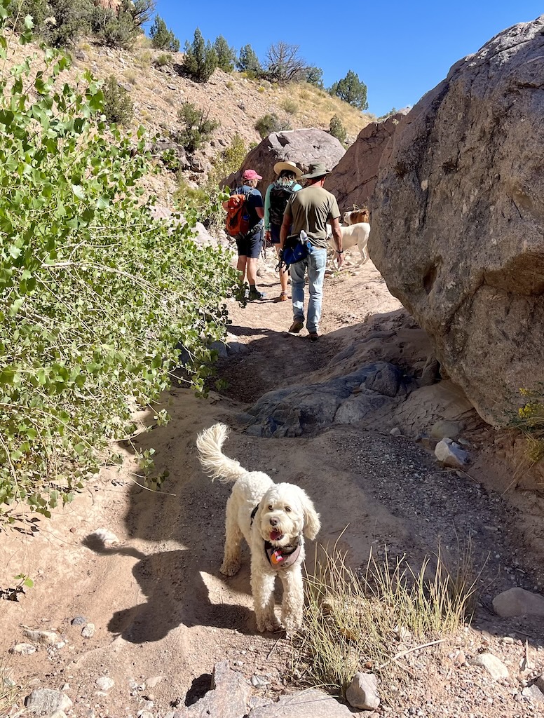 Lulu off-Leash