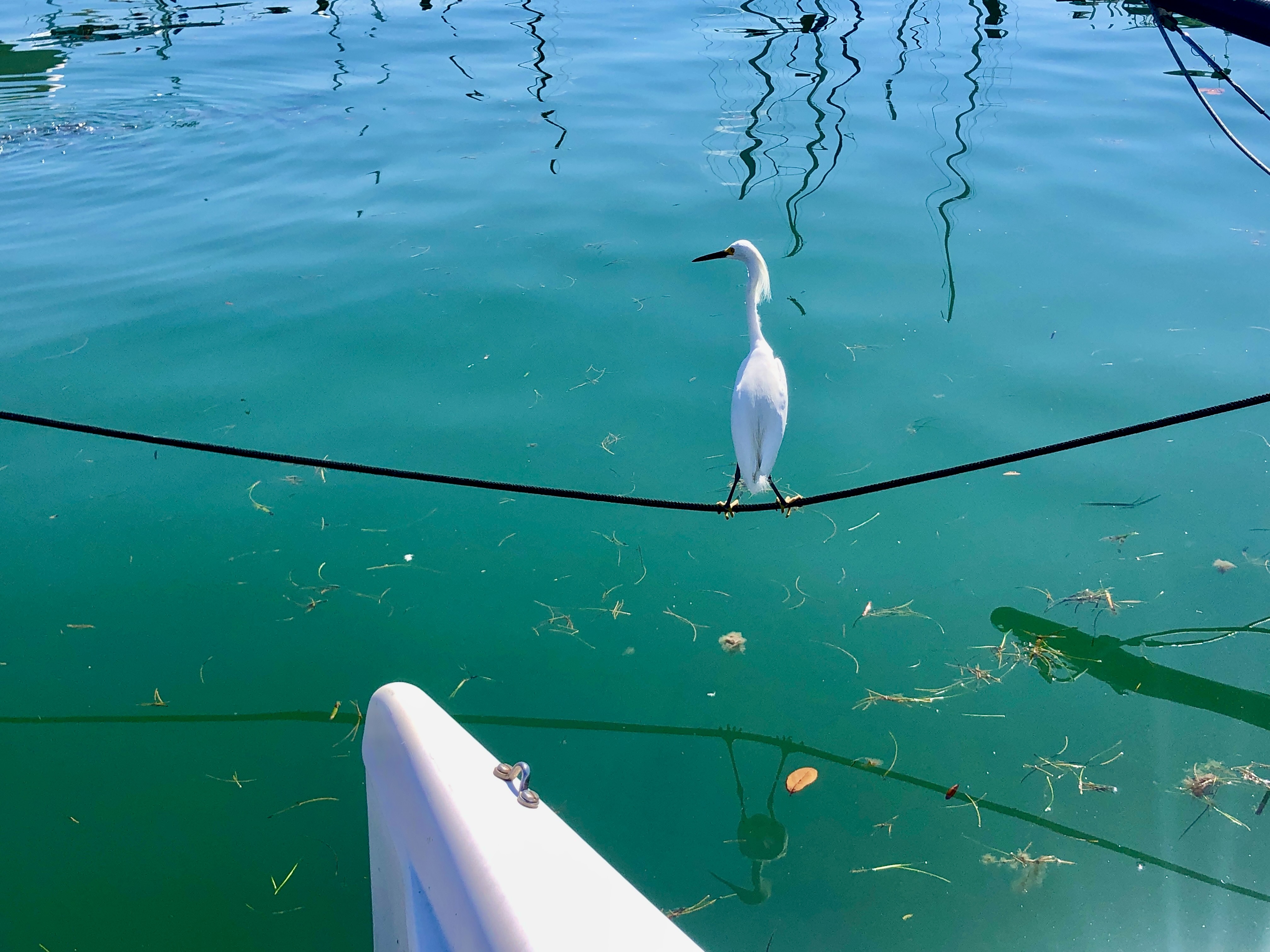Sarasota Sailing Squadron