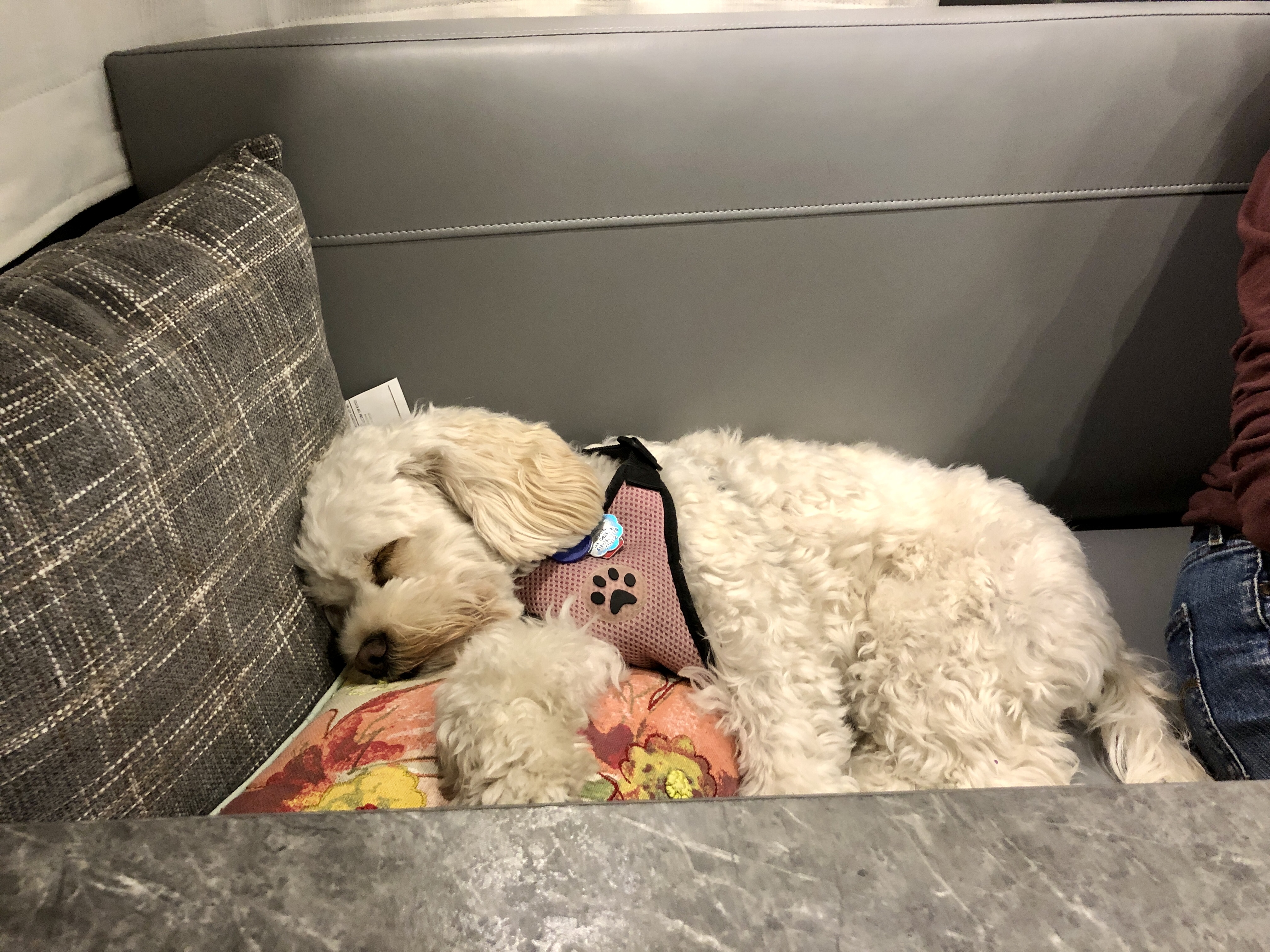Lulu tired from all the excitment