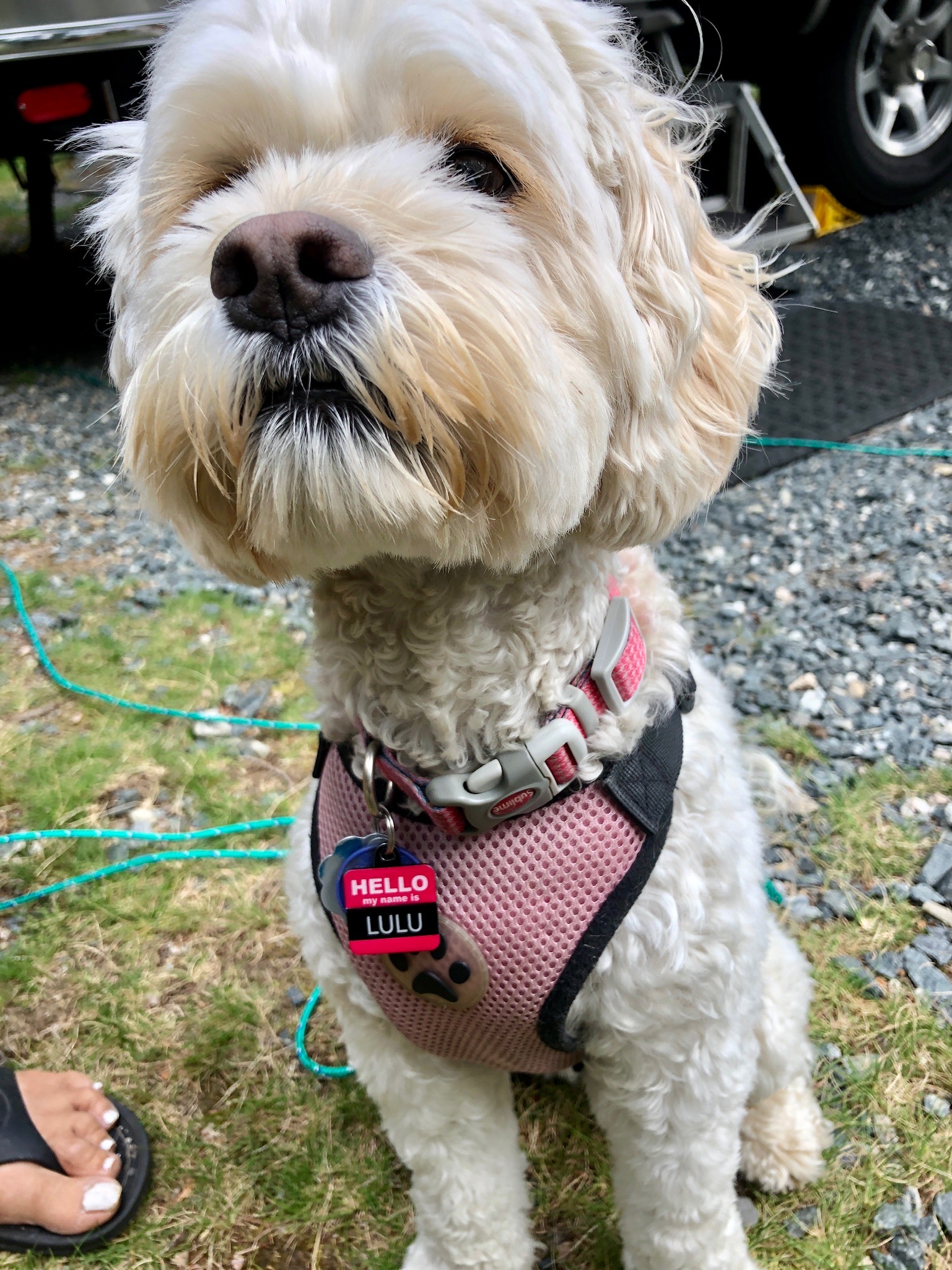 Lulu